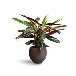 Stromanthe Sanguinea Triostar -Plants Sale Store Stromanthe sanguinea Triostar 19x70cm Mini Orb Kevan Plant Pot Ash Brown 25x21cm