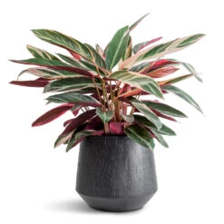 Stromanthe Sanguinea Triostar -Plants Sale Store Stromanthe sanguinea Triostar 19x70cm Raindrop Tube Round Planter Anthracite 30x26cm 085d93cd a145 4a75 99a2 c74f828d18cc