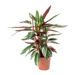Stromanthe Sanguinea Triostar -Plants Sale Store Stromanthe sanguinea Triostar