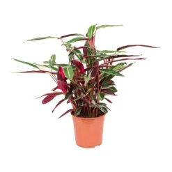 Stromanthe Sanguinea Triostar -Plants Sale Store Stromanthe sanguinea Triostar 27x80cm