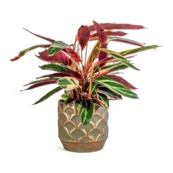 Stromanthe Sanguinea Triostar -Plants Sale Store Stromanthe sanguinea Triostar Lauri Metal Plant Pot Set Of 4 Lilac
