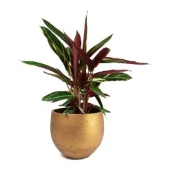 Stromanthe Sanguinea Triostar -Plants Sale Store Stromanthe sanguinea Triostar Mini Orb Kevan Plant Pot Metallic Copper 117b3137 bd7b 4244 a15d db7049a2ecb5