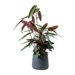 Stromanthe Sanguinea Triostar -Plants Sale Store Stromanthe sanguinea Triostar Patt Black Washed Planter