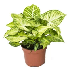 Syngonium Nephthytis Arrow - Arrow Plant -Plants Sale Store Syngonium nephphytis Arrow Arrow Plant 12cm