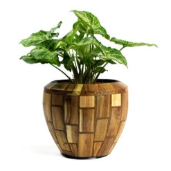 Syngonium Nephthytis Arrow - Arrow Plant -Plants Sale Store Syngonium nephphytis Arrow Arrow Plant Facets Couple Planter Jenga 54af67d5 73e9 402a b5eb 1a1c090527f5