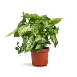 Syngonium Nephthytis Arrow - Arrow Plant -Plants Sale Store Syngonium nephthytis Arrow Arrow Plant 12x25cm