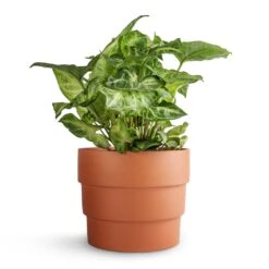 Syngonium Nephthytis Arrow - Arrow Plant -Plants Sale Store Syngonium nephthytis Arrow Arrow Plant 12x25cm Boston Tiered Plant Pot Terracotta 16.5x14cm ac8d8d63 258c 4789 9c4c 545136e19f3a