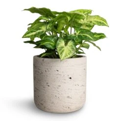 Syngonium Nephthytis Arrow - Arrow Plant -Plants Sale Store Syngonium nephthytis Arrow Arrow Plant 12x25cm Charlie Plant Pot Grey Washed 15x15cm