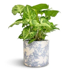 Lazzaro Plant Pot - Vintage Foliage -Plants Sale Store Syngonium nephthytis Arrow Arrow Plant 12x25cm Lazzaro Plant Pot Vintage Foliage 15x13cm 5ad375b8 0087 48fe a05d 07638e83d357