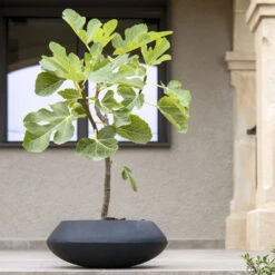 Tara Natural Bowl Planter - Black 16 Tara Natural Bowl Planter - Black -Plants Sale Store TaraNaturalPlanter Black 2