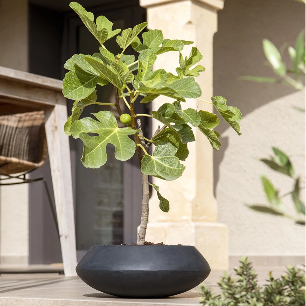 Tara Natural Bowl Planter - Black 6 Tara Natural Bowl Planter - Black - Image 4