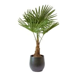 Trachycarpus Fortunei - Windmill Palm 14 Trachycarpus Fortunei - Windmill Palm -Plants Sale Store Trachycarpus fortunei Windmill Palm Esra Dark Green Plant Pot