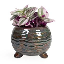 Dewi Plant Pot - Marrakesh -Plants Sale Store Tradescantia albiflora Nanouk Fantasy Venice 12x20cm Dewi Plant Pot Marrakesh 18x14cm ab7664e9 3f12 40d0 8c91 8405f298b238
