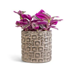 Fiene Plant Pot - Grey -Plants Sale Store Tradescantia albiflora Nanouk Fantasy Venice 12x20cm Fiene Plant Pot Grey 14x14cm