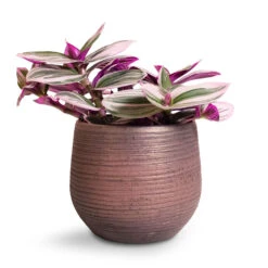 Lydia Plant Pot - Shiny Purple -Plants Sale Store Tradescantia albiflora Nanouk Fantasy Venice 12x20cm Lydia Plant Pot Shiny Purple 15x13cm