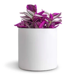 Puk Essentials Planter - Matt White -Plants Sale Store Tradescantia albiflora Nanouk Fantasy Venice 12x20cm Puk Essentials Planter Matt White 15x15cm dd64377e 9d7b 4047 88a3 a6711f9be8f3