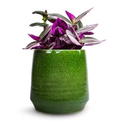 Remi Plant Pot - Green -Plants Sale Store Tradescantia albiflora Nanouk Fantasy Venice 12x20cm Remi Plant Pot Green 15x15cm