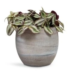 Dex Plant Pot - Earth -Plants Sale Store Tradescantia zebrina Inch Plant 12x10cm Dex Plant Pot Earth 19x16cm 6f8f2394 de96 4614 87e6 9cc037320325