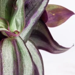 Tradescantia Zebrina - Inch Plant 17 Tradescantia Zebrina - Inch Plant -Plants Sale Store Tradescantia zebrina Inch Plant SWATCH 2