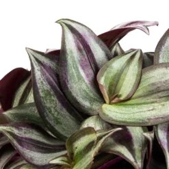 Tradescantia Zebrina - Inch Plant 19 Tradescantia Zebrina - Inch Plant -Plants Sale Store Tradescantia zebrina Inch Plant SWATCH