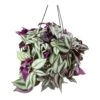 Tradescantia Zebrina - Inch Plant -Plants Sale Store Tradescantia zebrina Wandering Jew Houseplant