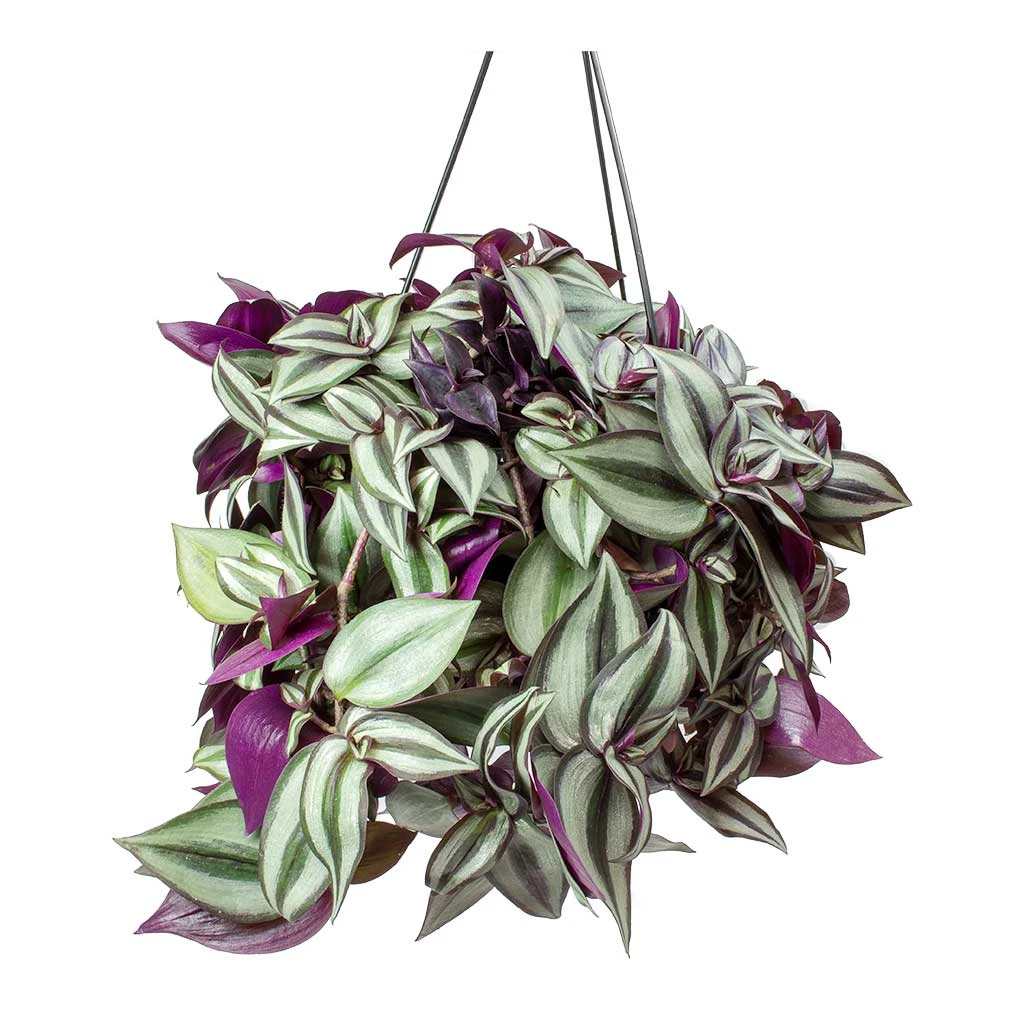 Tradescantia Zebrina - Inch Plant 3 Tradescantia Zebrina - Inch Plant