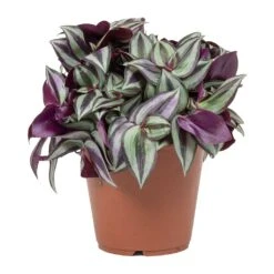 Tradescantia Zebrina - Inch Plant 14 Tradescantia Zebrina - Inch Plant -Plants Sale Store Tradescantia zebrina Wandering Jew Small