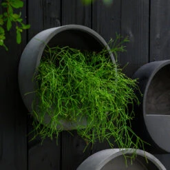 Wally Natural Wall Planter - Black -Plants Sale Store WallyNaturalWallPlanter Black 2