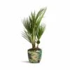 Washingtonia Robusta - Mexican Fan Palm -Plants Sale Store Washingtonia robusta Mexican Fan Palm 15x50cm Monza PlantPot Botanical Fern 17x17cm