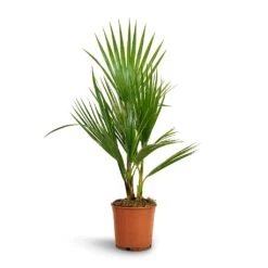 Washingtonia Robusta - Mexican Fan Palm -Plants Sale Store Washingtonia robusta Mexican Fan Palm 15x60cm