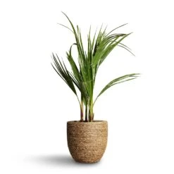 Cody Plant Pot - Straw Grass 38 Cody Plant Pot - Straw Grass -Plants Sale Store Washingtonia robusta Mexican Fan Palm 15x60cm Cody Plant Pot Straw Grass 22x20cm d3f4bb83 8542 457f beb1 a8d44faa5594