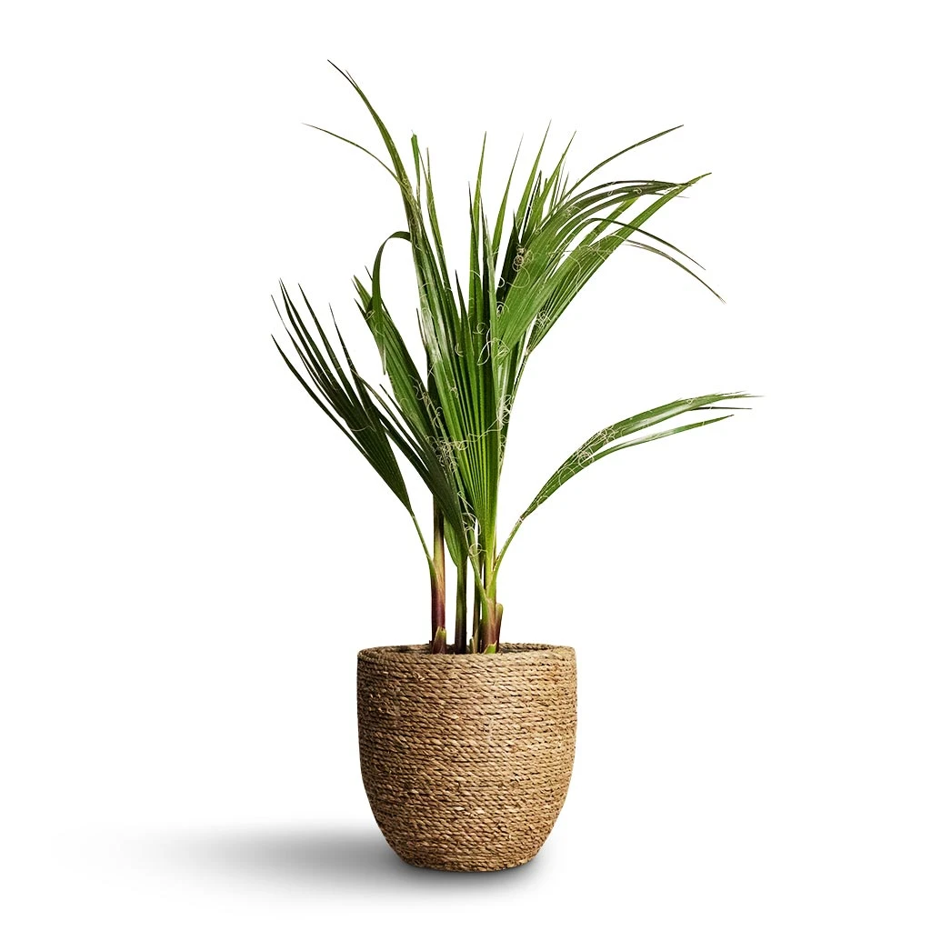 Cody Plant Pot - Straw Grass 19 Cody Plant Pot - Straw Grass - Image 17