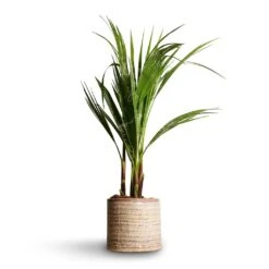 Washingtonia Robusta - Mexican Fan Palm -Plants Sale Store Washingtonia robusta Mexican Fan Palm 15x60cm Hera Plant Pot Ivory 17x16cm