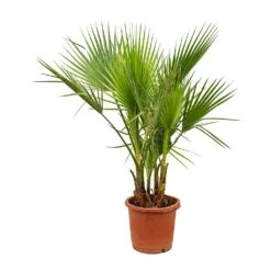 Washingtonia Robusta - Mexican Fan Palm -Plants Sale Store Washingtonia robusta Mexican Fan Palm