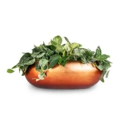 Metallic Boat Planter - Matt Copper -Plants Sale Store White Wonder Satin Pathos Metallic Boat Planter Matt Copper 56x23x20cm