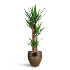Yucca - HydroCare -Plants Sale Store Yucca HydroCare Amora Couple Planter Gold