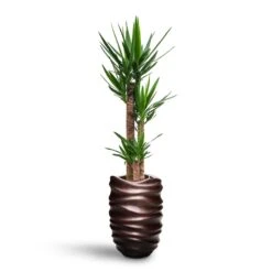 Yucca - HydroCare -Plants Sale Store Yucca HydroCare Gradient Lee Partner Planter Matt Coffee