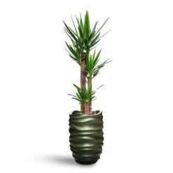 Yucca - HydroCare -Plants Sale Store Yucca HydroCare Gradient Lee Partner Planter Matt Forest