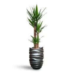 Yucca - HydroCare -Plants Sale Store Yucca HydroCare Gradient Lee Partner Planter Matt Grey