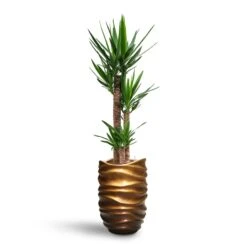 Yucca - HydroCare -Plants Sale Store Yucca HydroCare Gradient Lee Partner Planter Matt Honey