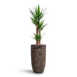 Yucca - HydroCare -Plants Sale Store Yucca HydroCare Luxe Lite Layer Partner Planter Bronze