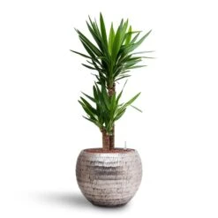 Yucca - HydroCare -Plants Sale Store Yucca Hydroculture 2 stems Opus Hammered Globe Planter Silver 40 x 32cm