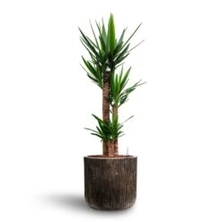 Yucca - HydroCare -Plants Sale Store Yucca Hydroculture 3 stems Luxe Lite Waterfall Cylinder Planter Bronze 40 x 38cm