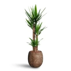 Yucca - HydroCare -Plants Sale Store Yucca Hydroculture 3 stems Polystone Coated Balloon Planter Rock 42 x 42cm