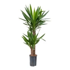 Yucca - HydroCare -Plants Sale Store Yucca Multi Stem Hydroculture Indoor Plant 2Stems