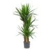 Yucca - HydroCare -Plants Sale Store Yucca Multi Stem Hydroculture Indoor Plant 3Stems