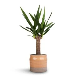 Yucca Elephantipes - Spineless Yucca -Plants Sale Store Yucca elephantipes Spineless Yucca 14x60cm Puro Ripple Plant Pot Peach 17x16cm 46a05443 b5cb 422b a2bf e59f8275c0eb