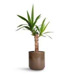 Yucca Elephantipes - Spineless Yucca -Plants Sale Store Yucca elephantipes Spineless Yucca 14x60cm Remmi Glaze Plant Pot Mocha 16x16cm 1c6be7b0 2591 4983 ae2e 27dbbf498880