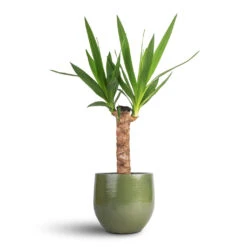 Yucca Elephantipes - Spineless Yucca -Plants Sale Store Yucca elephantipes Spineless Yucca 14x60cm Zembla Plant Pot Green 18x16cm cfe1428c 99d3 4149 850d db0f952095ec