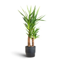 Yucca Elephantipes - Spineless Yucca -Plants Sale Store Yucca elephantipes Spineless Yucca 17x75cm 2 stems Erik Plant Pot Denim 20x18cm 12172a6c d381 4af3 b9f2 aad55de4736f